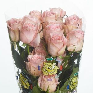 ROSE DUCHESSE 50